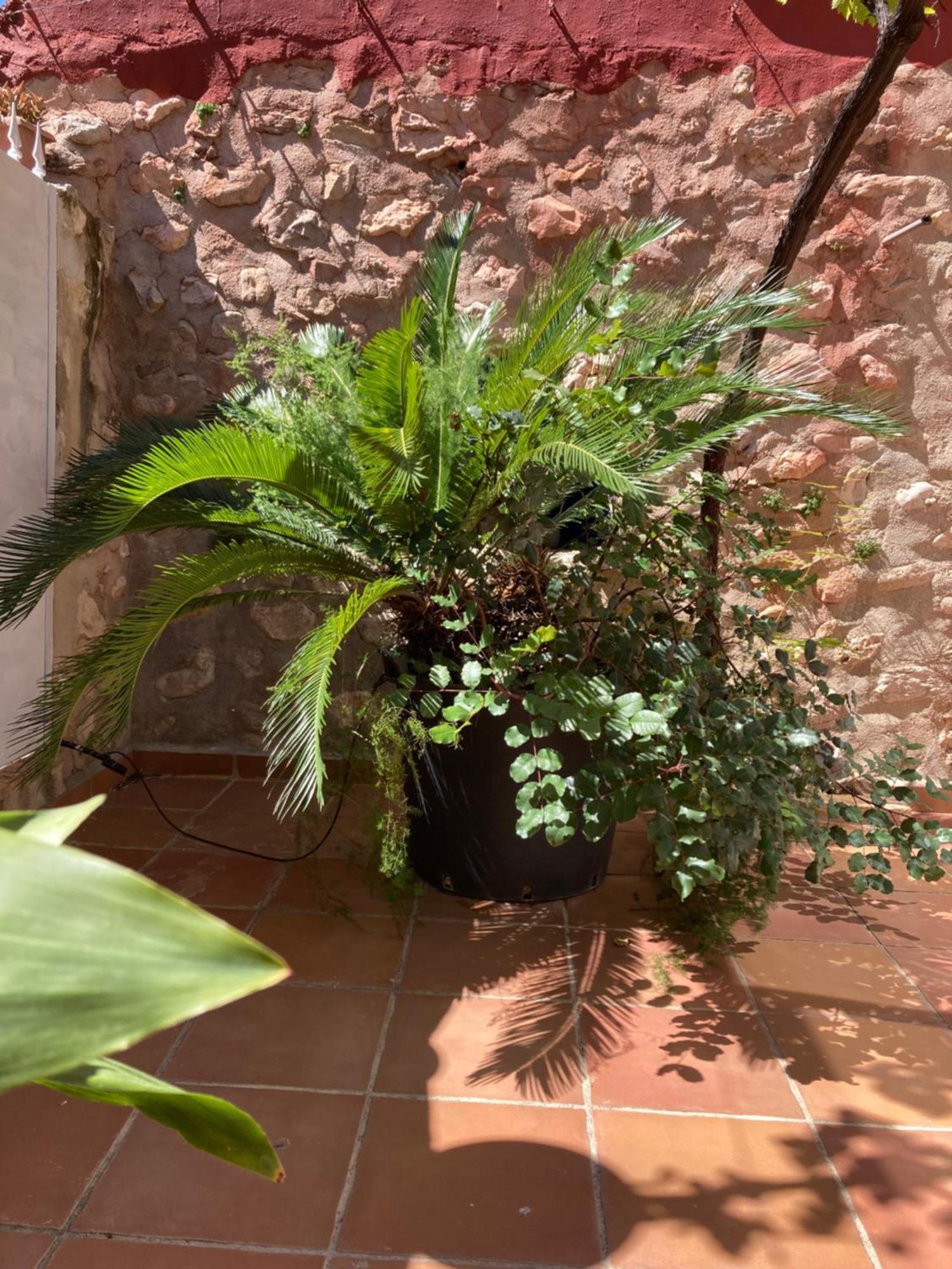 Casa Gallinera Benissiva エクステリア 写真